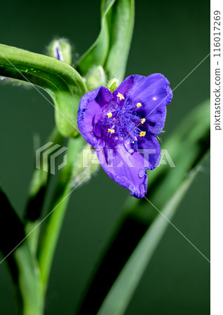 Violet Tradescantia flowers on a green background 116017269