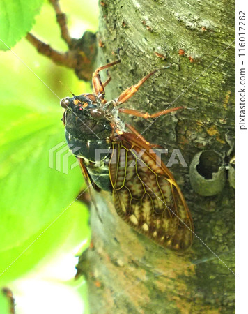Summer image (abrazemi) 116017282