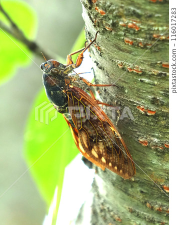Summer image (abrazemi) 116017283