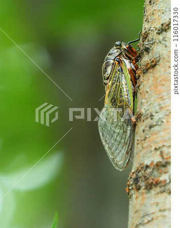 Summer vacation image (Kumazemi) Summer vacation image (Kumazemi) 116017330