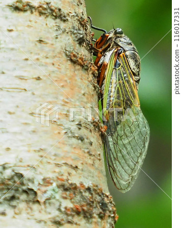 Summer vacation image (Kumazemi) Summer vacation image (Kumazemi) 116017331