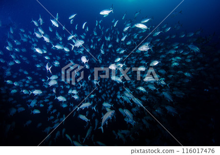 School of Giant Trevally, Similan, Thailand.6 School of Giant Trevally, Similan, Thailand.6 116017476