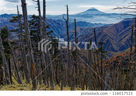 Mount Fuji seen from the fallen tree belt at Sasadaira on the Okuchichibu Trail Mount Fuji seen from the fallen tree belt at Sasadaira on the Okuchichibu Trail 116017515