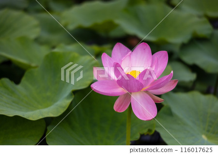 岩手縣大船渡市中尊寺蓮花 116017625