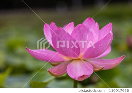 岩手縣大船渡市中尊寺蓮花 116017626