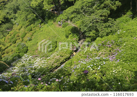 Japan's No. 1 Shimoda Hydrangea Festival Japan's No. 1 Shimoda Hydrangea Festival 116017693