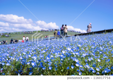 Nemophila at Hitachi Seaside Park, Hitachinaka City, Ibaraki Prefecture 116017758