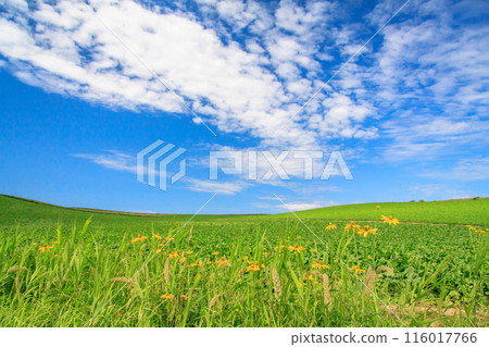 "Hokkaido" Summer sky and refreshing hills of Biei 116017766