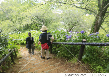 日本第一的下田繡球花節 116017767