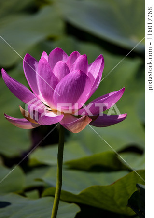 岩手縣大船渡市中尊寺蓮花 116017768