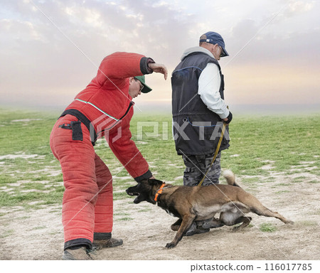 training of belgian shepherd training of belgian shepherd 116017785