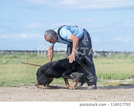 training of french shepherd 116017795