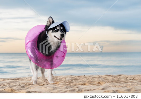 Pomsky in studio Pomsky in studio 116017808