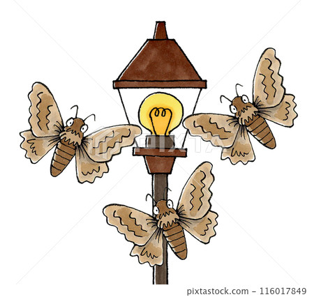 飛蛾聚集在路燈 116017849