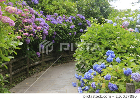 日本第一的下田繡球花節 116017880