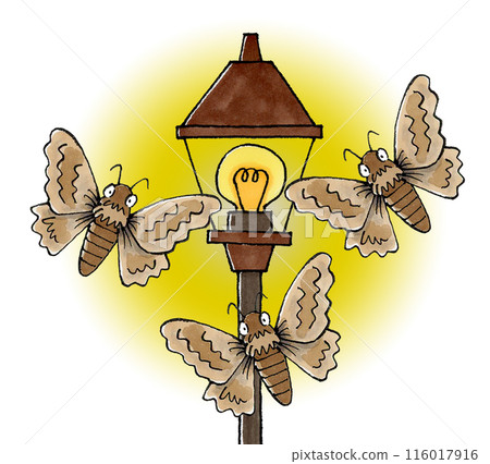 Moth gathering in a streetlight 116017916