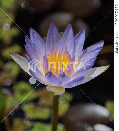 blooming lotus flower in garden blooming lotus flower in garden 116017956