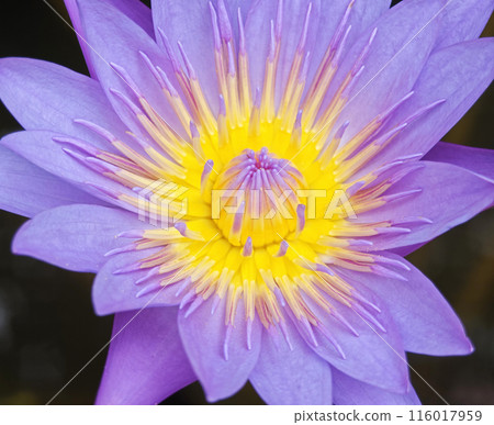 pollen beautiful blossom purple lotus pollen beautiful blossom purple lotus 116017959