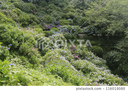 Japan's No. 1 Shimoda Hydrangea Festival 116018080