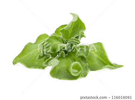 crystalline ice plant on white background 116018091