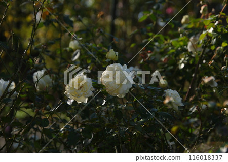 White rose bolero 116018337