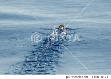 a puffin swimming in the blue sea, genoa, liguria, italy, very rare spotting in mediterranean sea, slow motion 116018371