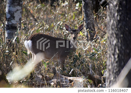 Ezo deer Ezo deer 116018407