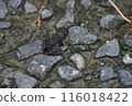 A baby Japanese common frog whose tail has just been removed 116018422