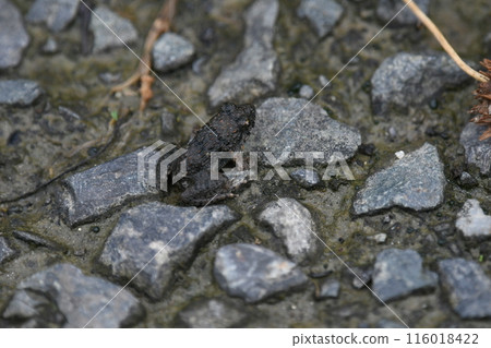 A baby Japanese common frog whose tail has just been removed 116018422