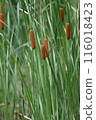 Cattail ears in the stream 116018423