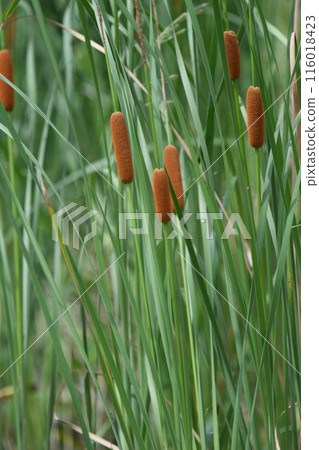 Cattail ears in the stream 116018423