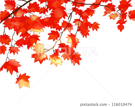 Red maple branches Red maple branches 116018474