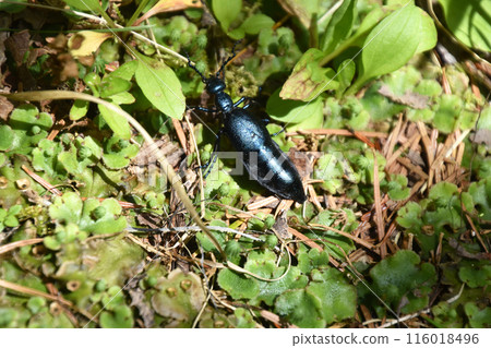 Hime Hijio Hime Hijio 116018496