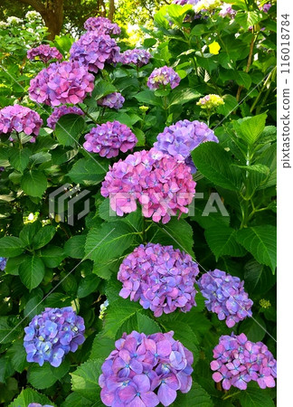 Shimoda Park Hydrangea Festival Shimoda Park Hydrangea Festival 116018784