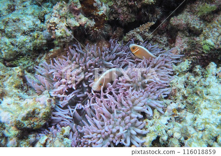 Pink anemonefish in a sea anemone, Okinawa 116018859