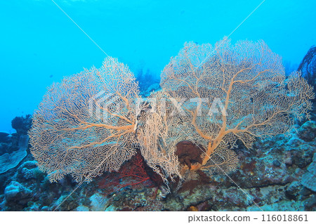Ryukyu isobana and the blue sea of Okinawa 116018861