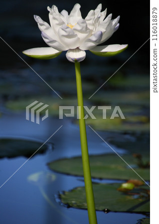 白花睡蓮 116018879