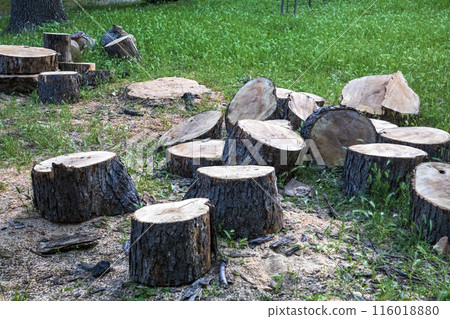 cut tree cut tree 116018880