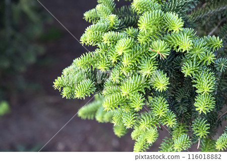 Young green fir Young green fir 116018882