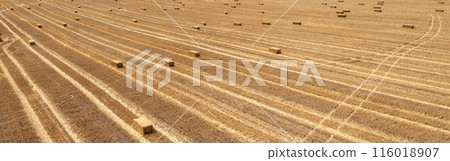 field after harvest 116018907