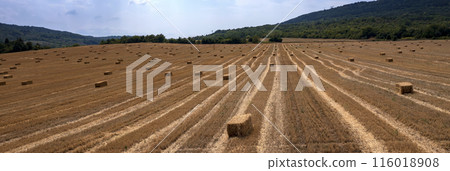 field after harvest field after harvest 116018908