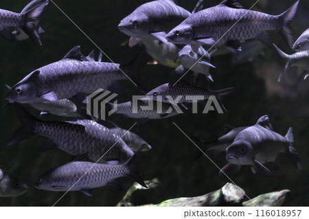 Colorful fish swimming in a freshwater aquarium with green plants 116018957