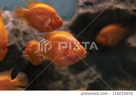A goldfish with shimmering orange scales glides through a rectangular glass tank A goldfish with shimmering orange scales glides through a rectangular glass tank 116018958