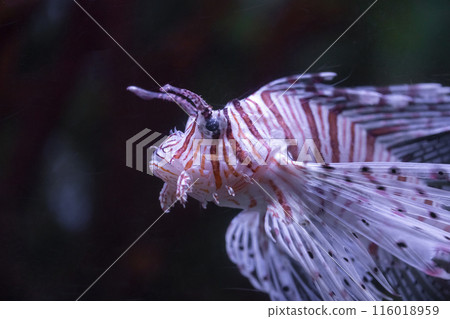 A colorful lionfish with venomous spines swims gracefully in a tank filled with tropical fish 116018959