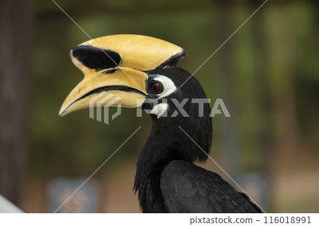 Close-up, Great Hornbill in the Jungle in Tropical Wildlife Close-up, Great Hornbill in the Jungle in Tropical Wildlife 116018991