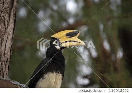 Close-up, Great Hornbill in the Jungle in Tropical Wildlife 116018992