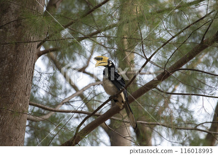 Close-up, Great Hornbill in the Jungle in Tropical Wildlife Close-up, Great Hornbill in the Jungle in Tropical Wildlife 116018993