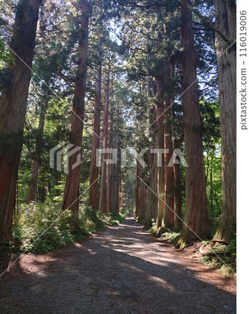 最佳能量點 大岩神社參道 最佳能量點 大岩神社參道 116019006