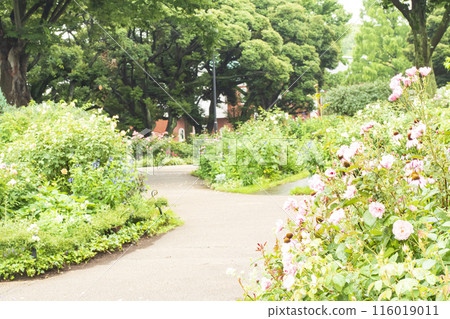 Early summer at Minato no Mieru Park in Naka Ward, Yokohama City, Kanagawa Prefecture Early summer at Minato no Mieru Park in Naka Ward, Yokohama City, Kanagawa Prefecture 116019011