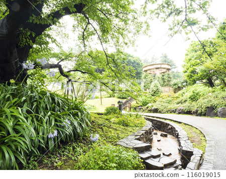 神奈川縣橫濱市中區初夏的港口公園 神奈川縣橫濱市中區初夏的港口公園 116019015
